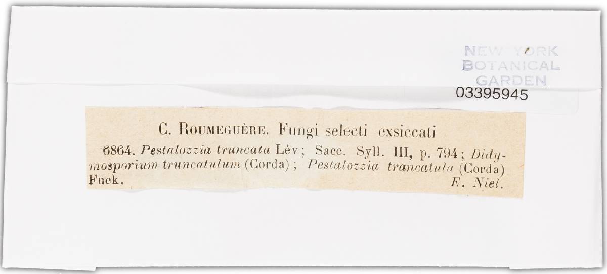 Pestalotia truncata image