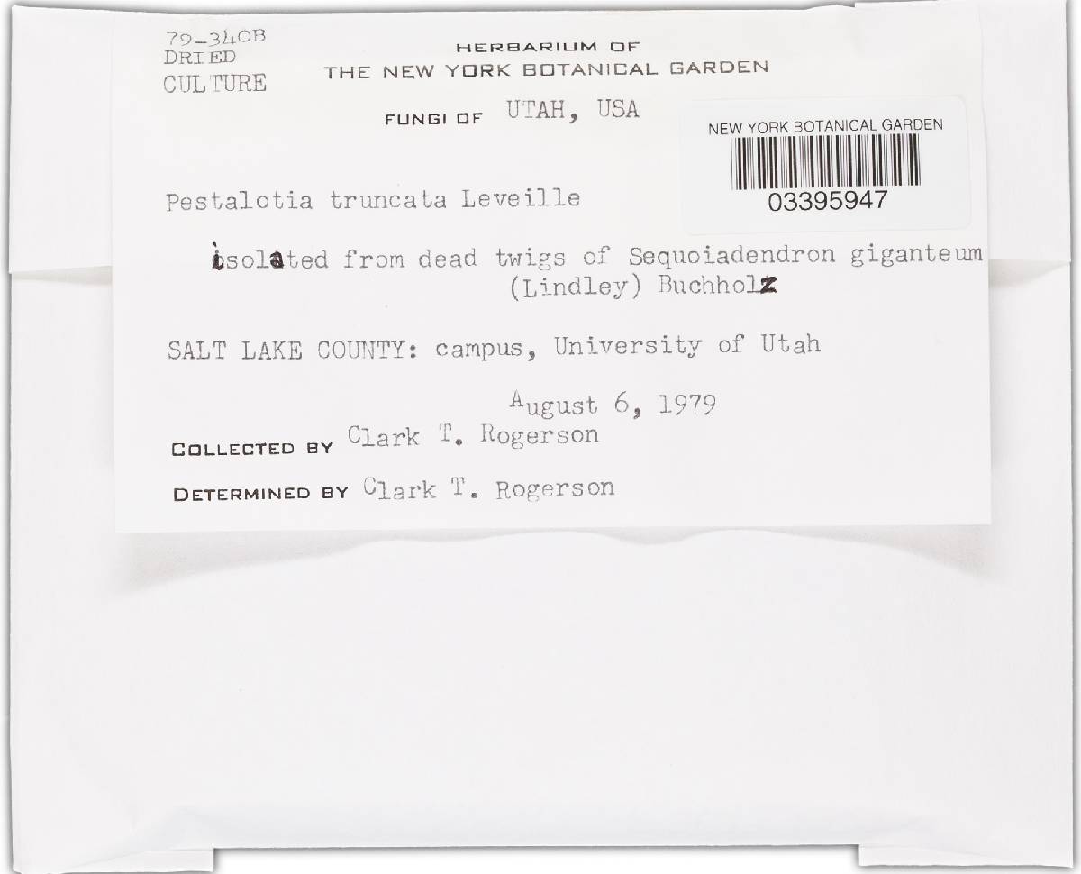 Pestalotia truncata image