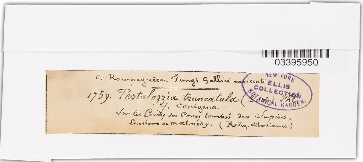 Pestalotia truncatula image