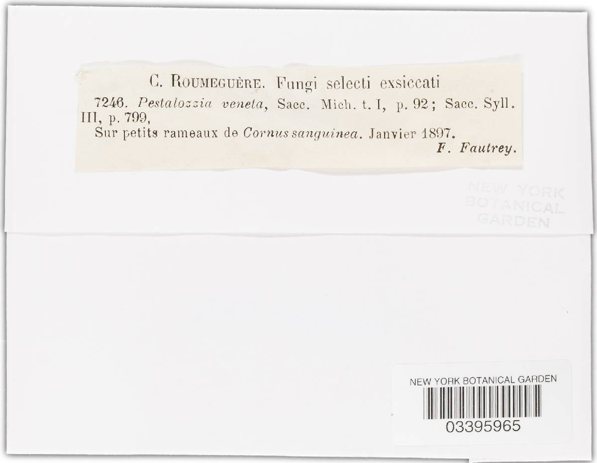 Pestalotia veneta image