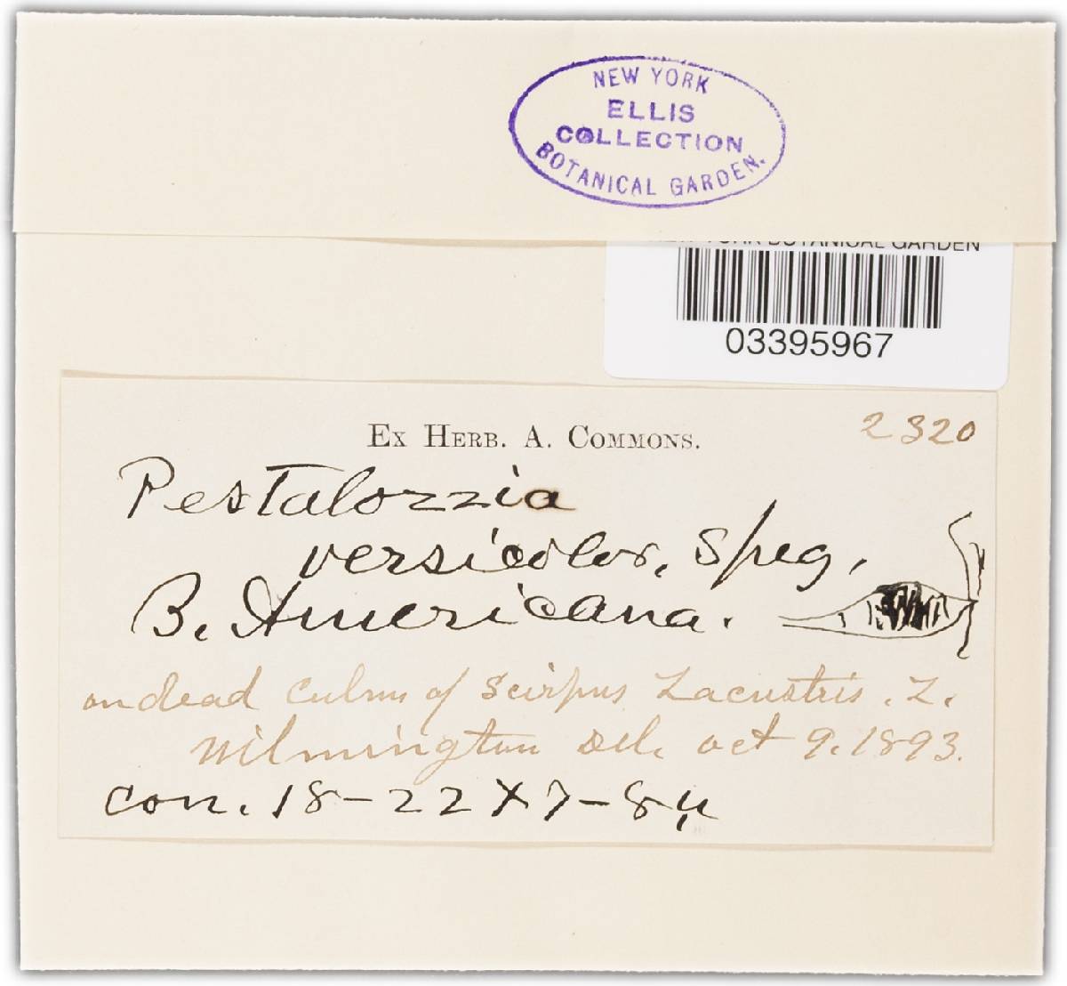 Pestalotia versicolor var. americana image
