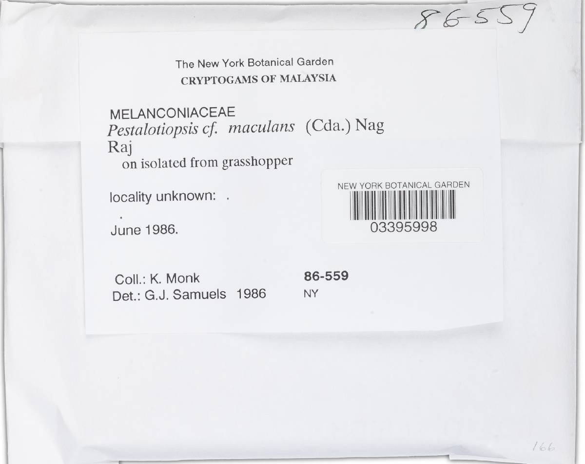 Pestalotiopsis maculans image