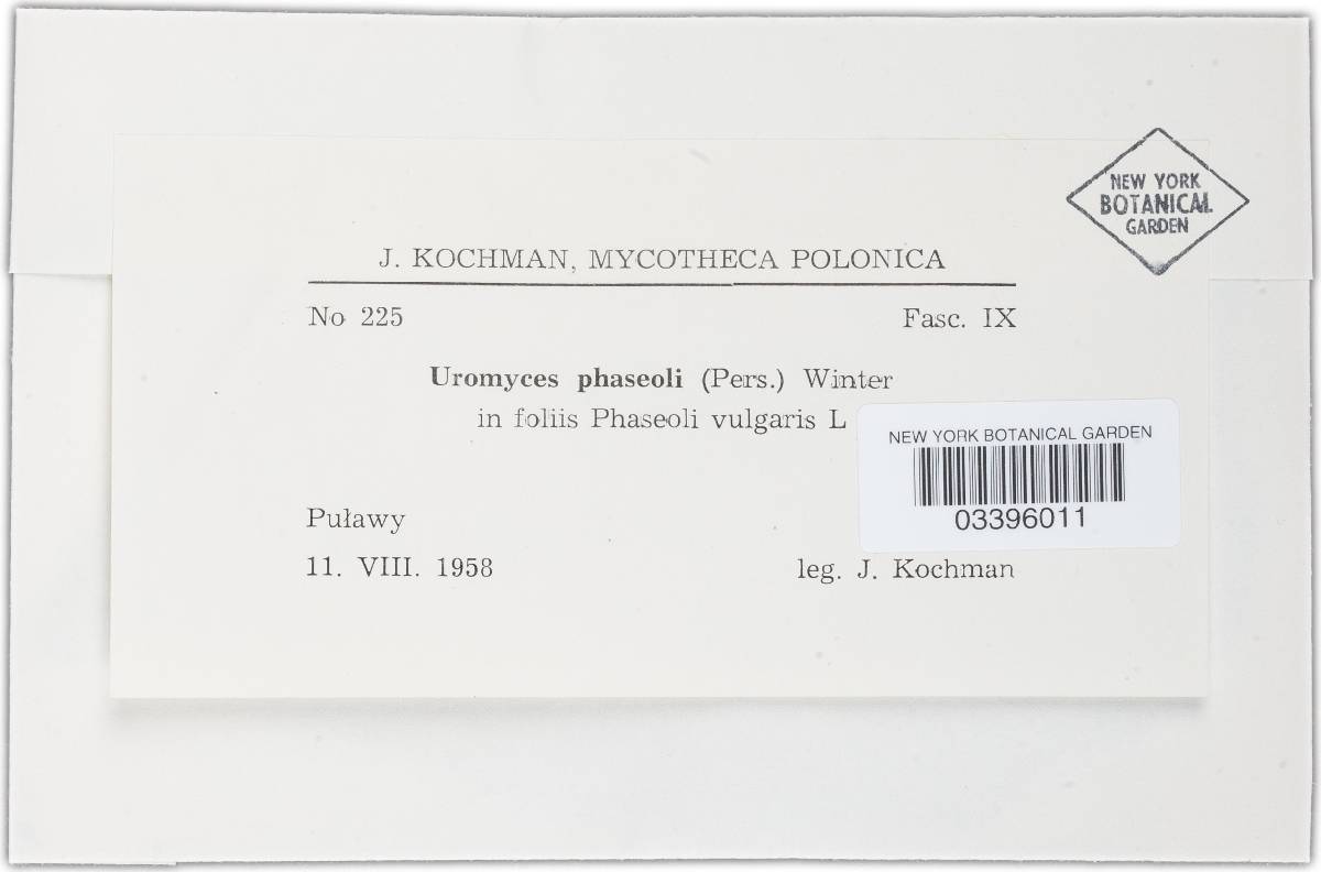 Uromyces appendiculatus image