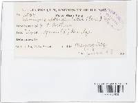 Uromyces appendiculatus image
