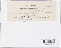 Uromyces appendiculatus image
