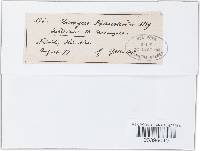 Uromyces appendiculatus image