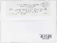 Uromyces appendiculatus image