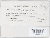 Uromyces appendiculatus image