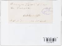 Uromyces appendiculatus image