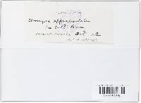 Uromyces appendiculatus image