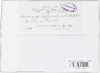 Uromyces appendiculatus image