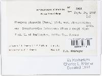Uromyces appendiculatus image