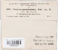 Uromyces appendiculatus image