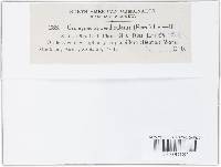 Uromyces appendiculatus image