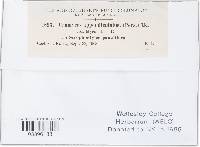 Uromyces appendiculatus image