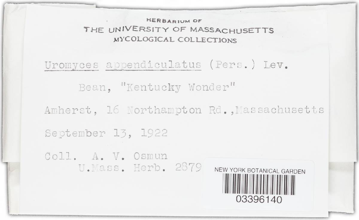 Uromyces appendiculatus image