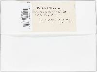 Uromyces appendiculatus image