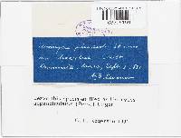 Uromyces appendiculatus image