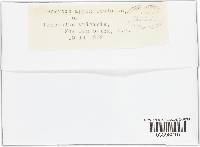 Uromyces appendiculatus image