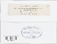Uromyces appendiculatus image