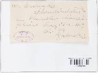 Uromyces appendiculatus image