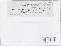 Uromyces appendiculatus image