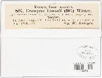 Uromyces armeriae image