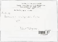 Uromyces asclepiadis image