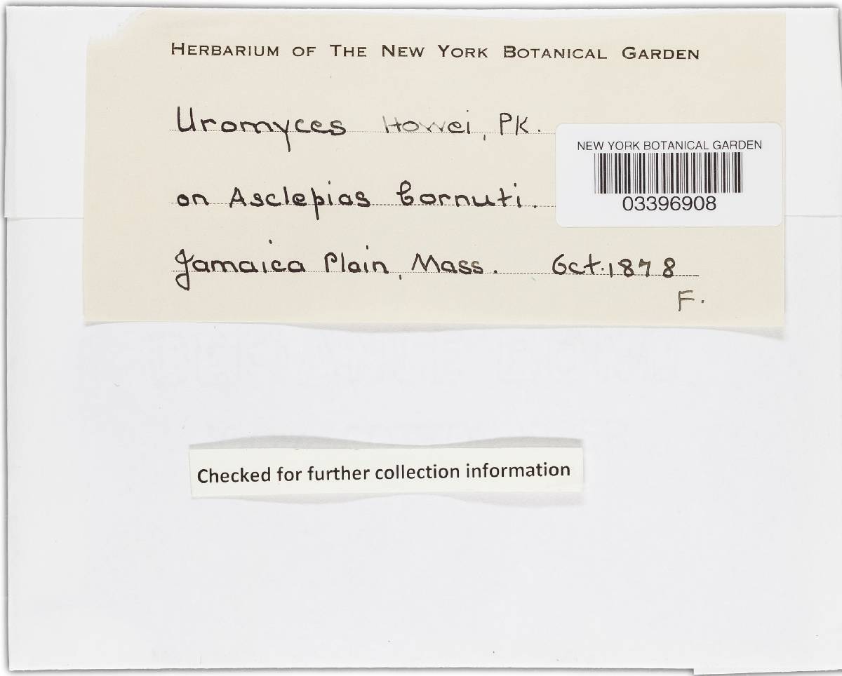 Uromyces asclepiadis image