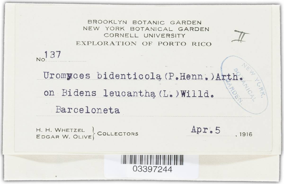 Uromyces bidenticola image