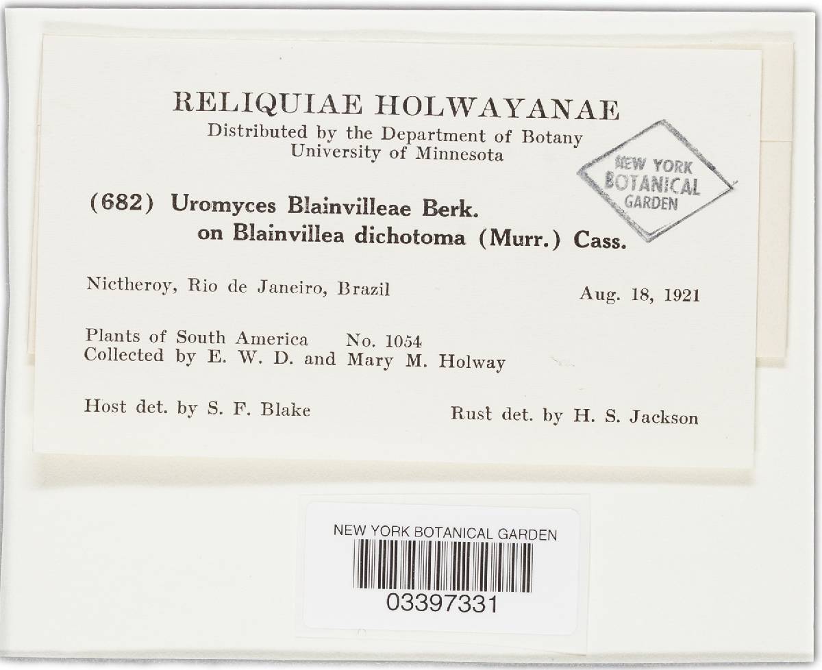 Uromyces blainvilleae image