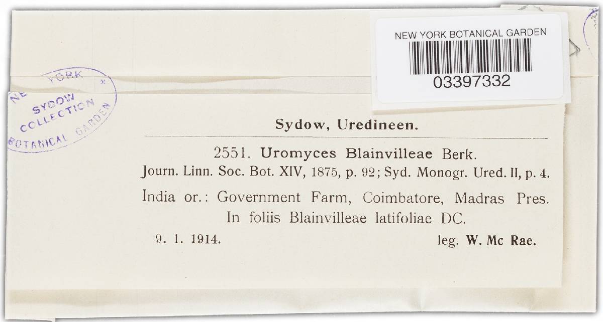 Uromyces blainvilleae image