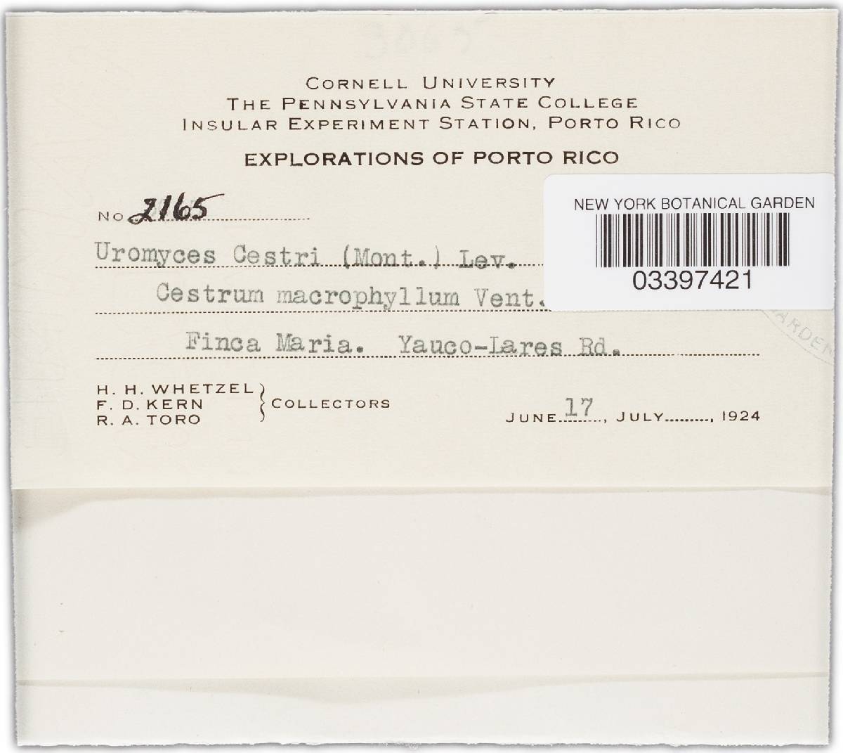 Uromyces cestri image