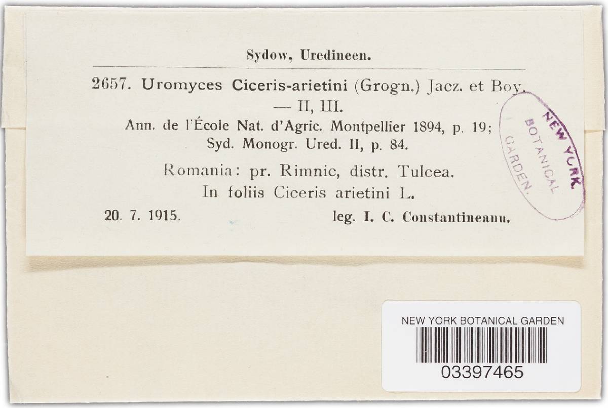 Uromyces ciceris-arietini image