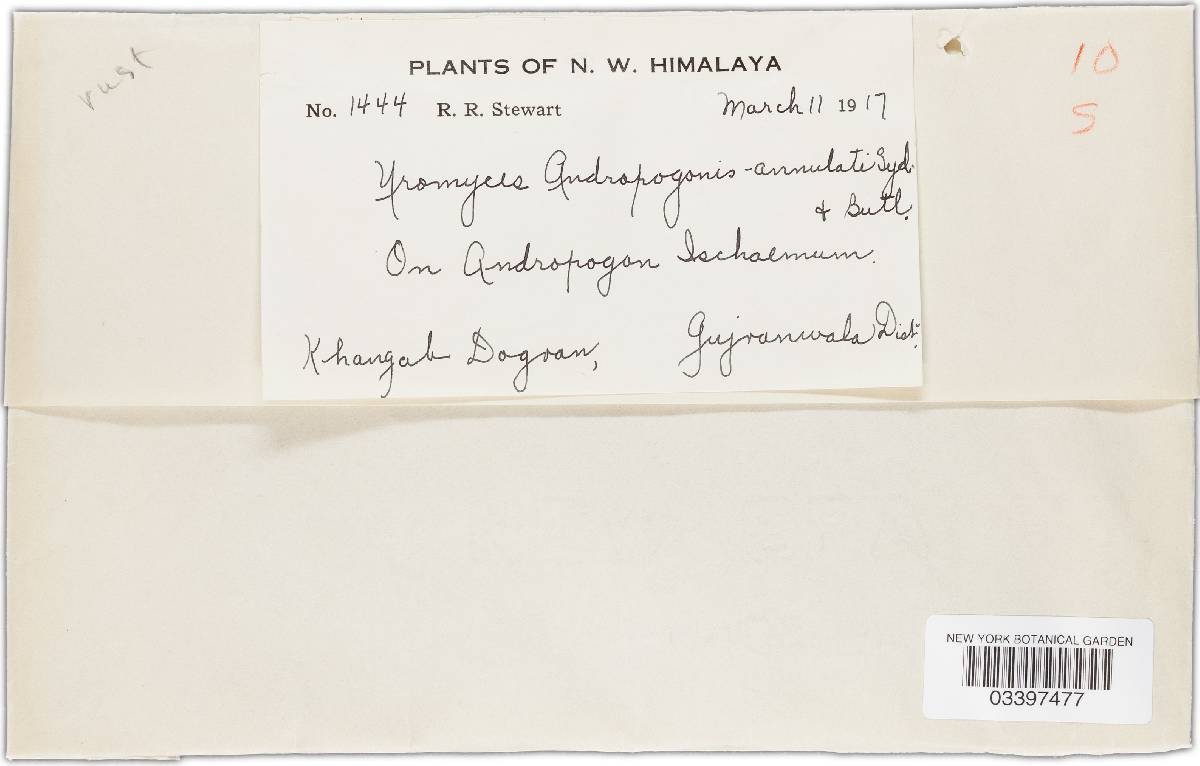 Uromyces clignyi image