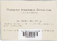 Uromyces coloradensis image