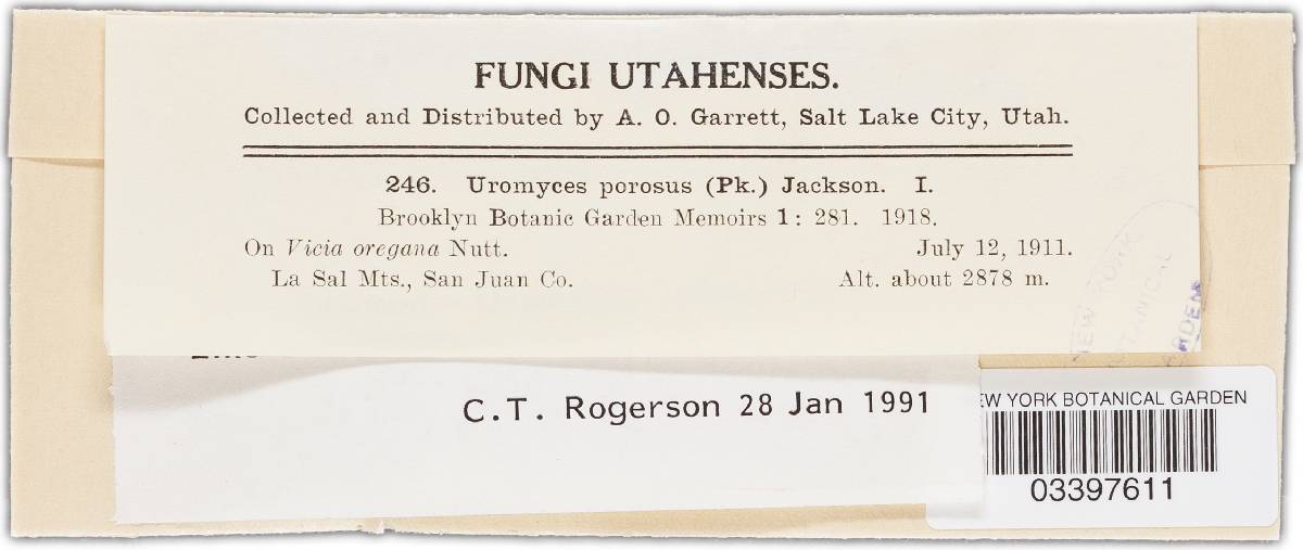 Uromyces coloradensis image