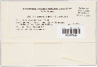 Uromyces coloradensis image