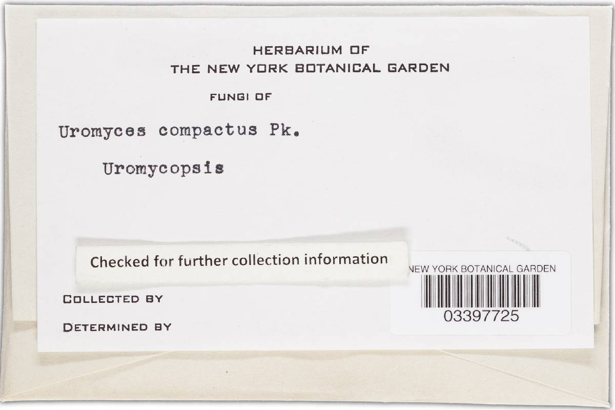 Uromyces compactus image