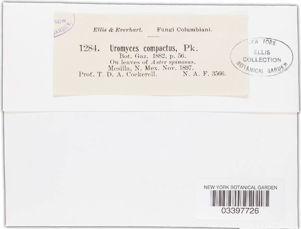 Uromyces compactus image