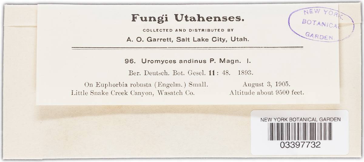 Uromyces coordinatus image