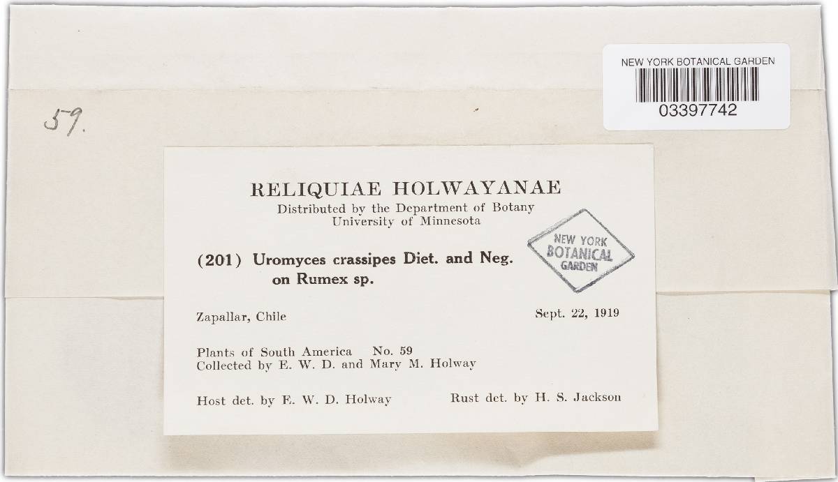 Uromyces crassipes image