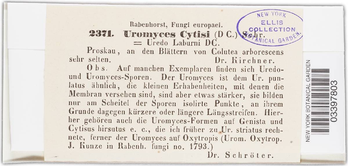 Uromyces cytisi image