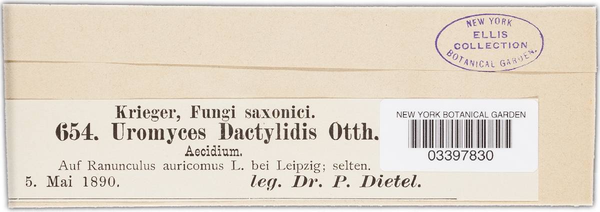 Uromyces dactylidis image