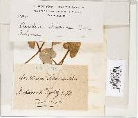 Uromyces dactylidis image