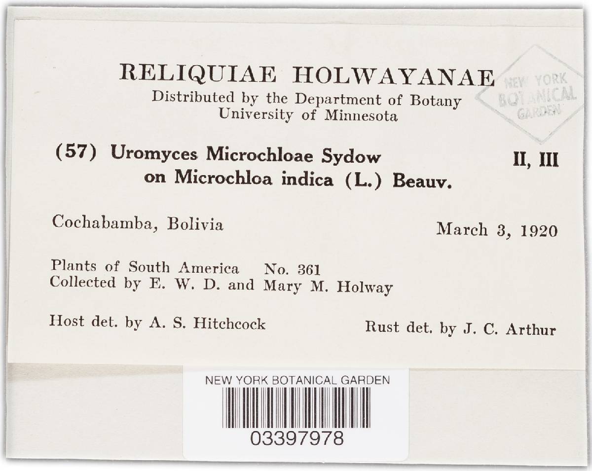 Uromyces dactyloctenii image