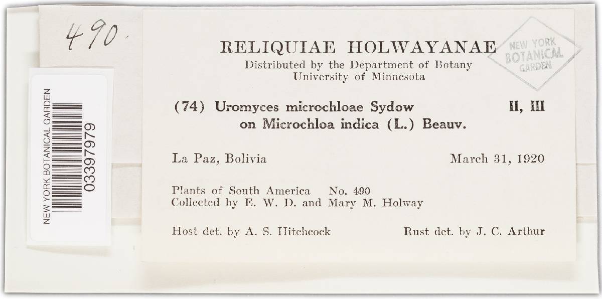 Uromyces dactyloctenii image
