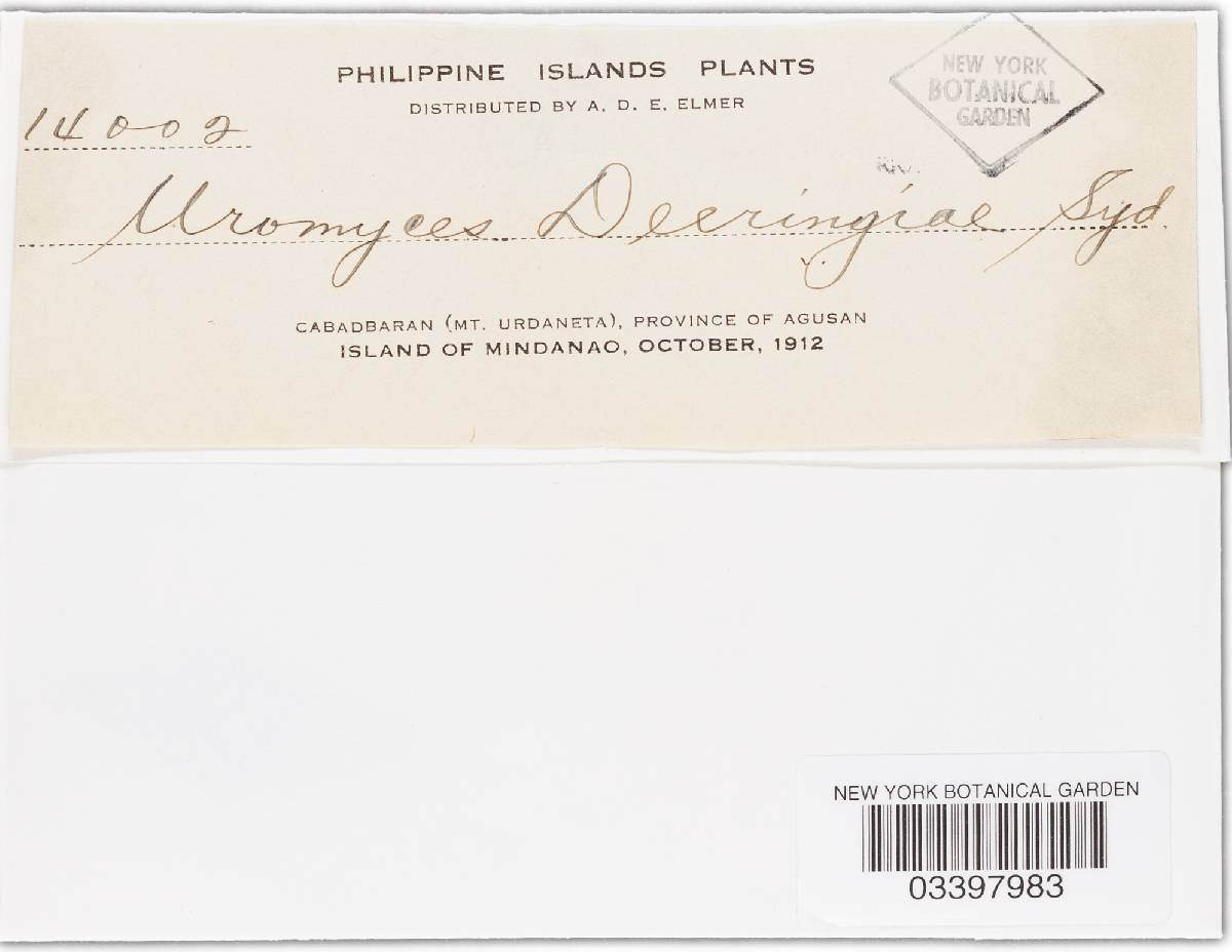 Uromyces deeringiae image