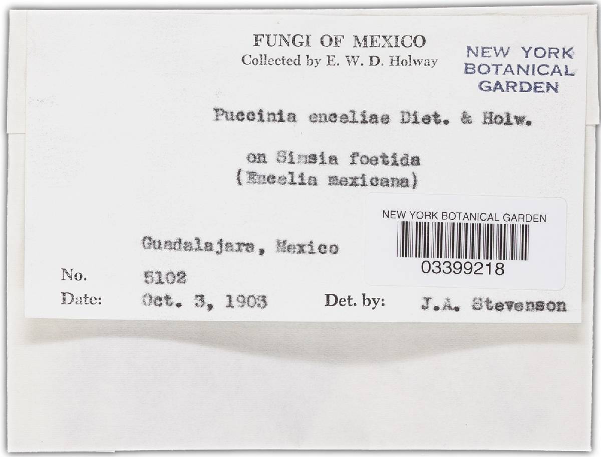 Puccinia enceliae image