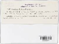 Puccinia epilobii-fleischeri image